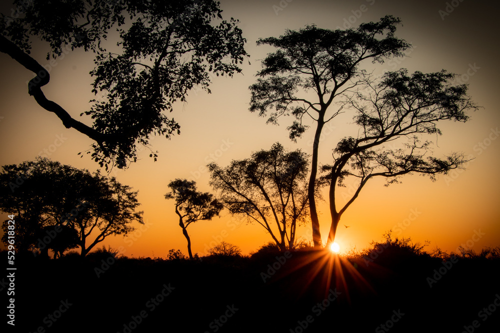 African sunset behind high Acacia trees in the magical Okavango Delta in Botswana. Seen on a Trans Okavango wilderness boat safari in July 2022.