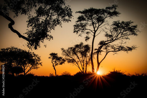 African sunset behind high Acacia trees in the magical Okavango Delta in Botswana. Seen on a Trans Okavango wilderness boat safari in July 2022.