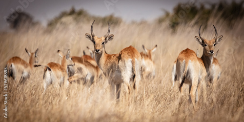 Fototapeta Reedbucks standing in tall savanna grass in the magical Okavango Delta in Botswana