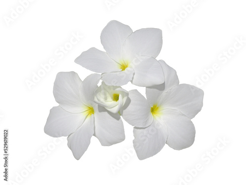 Bunch of frangipani fragrant flowers isolated transparent png. Plumeria blossom. photo