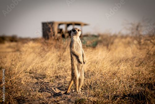 Meerkat standing in front of a safari jeep in the savanna in the magical Makgadikgadi Pans in Botswana. Taken on a sleep-out trip to the salt pans in July 2022.