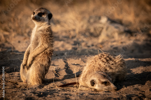 Meerkats sitting and resting in the savanna in the magical Makgadikgadi Pans in Botswana. Taken on a sleep-out trip to the salt pans in July 2022.