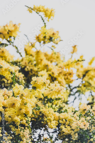 native Australian yellow wattle tree in full bloom outdoor with overcast sky