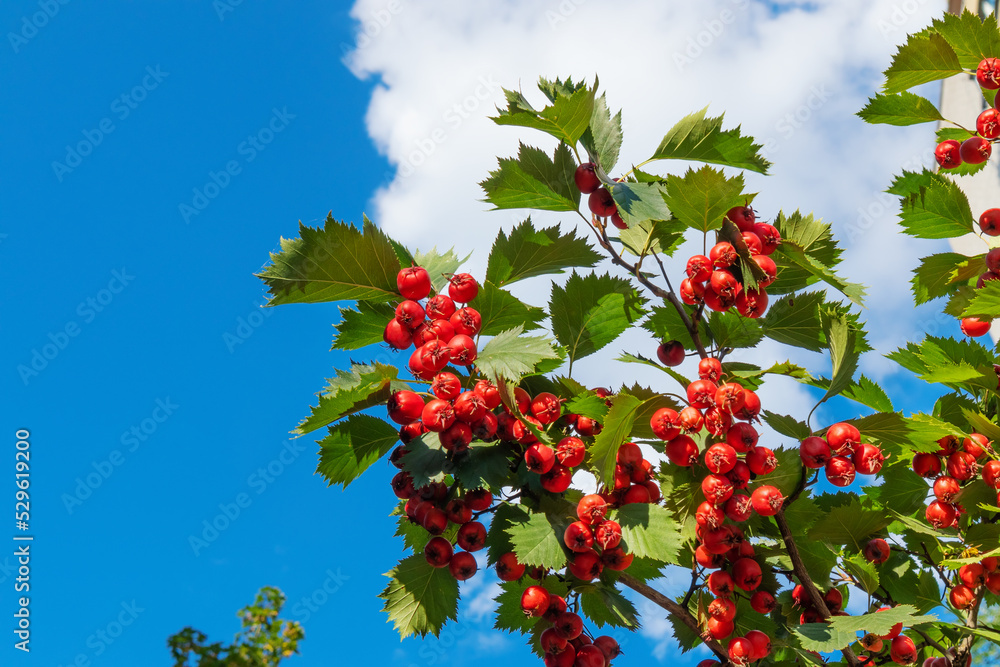 Red berries on a hawthorn bush with green leaves against a blue sky with a white cloud Red berries on a hawthorn bush with green leaves against a blue sky with a white cloud