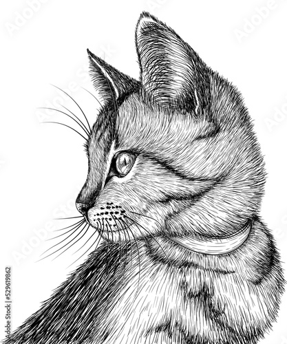 Vector illustration of a striped cat in engraving style