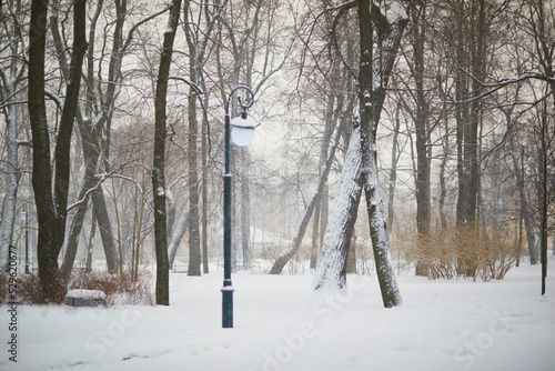 Trees covered with snow in Mikhailovsky garden on cold and snowy winter day in Saint Petersburg, Russia