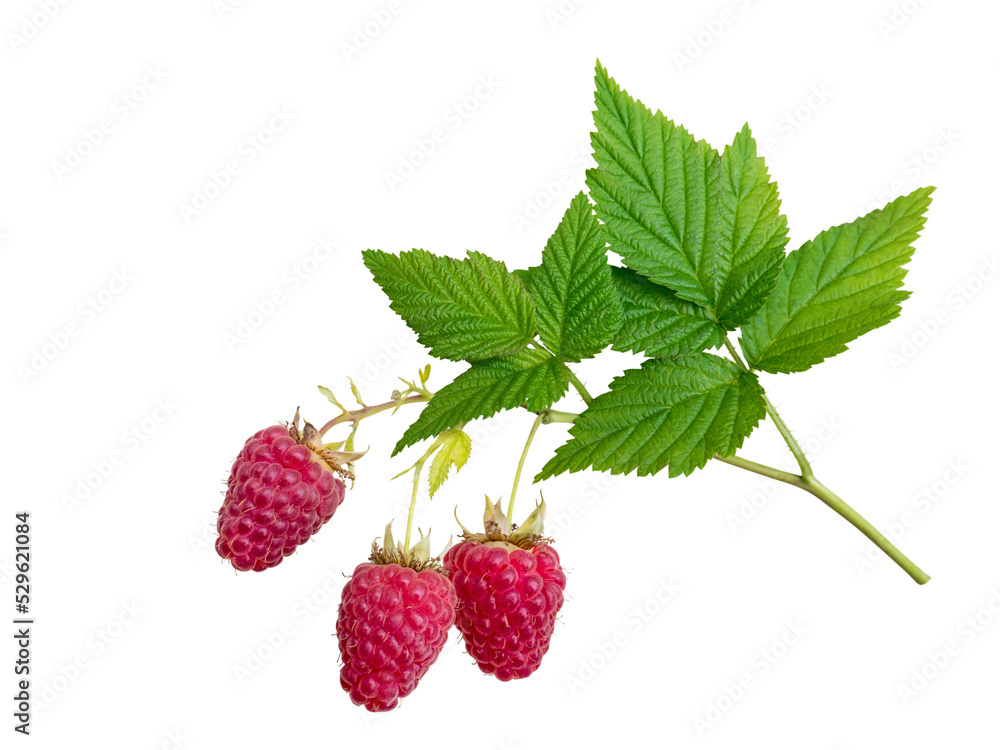 Raspberries and leaves branch isolated transparent png. Three dangling red berries. Raspberries and leaves branch isolated transparent png. Three dangling red berries.