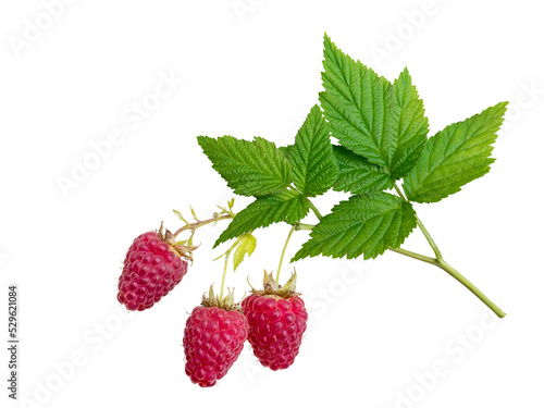Raspberries and leaves branch isolated transparent png. Three dangling red berries.