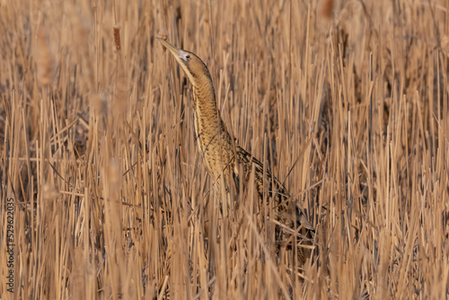 Valokuva Eurasian bittern or great bittern - Botaurus stellaris, standing camouflaged in reeds