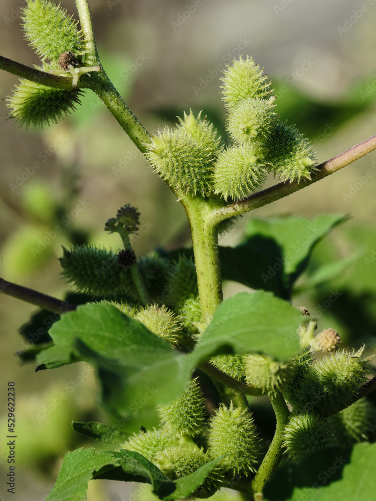 Thorn apple jimson weed, green plant with prickly berries Thorn apple jimson weed, green plant with prickly berries