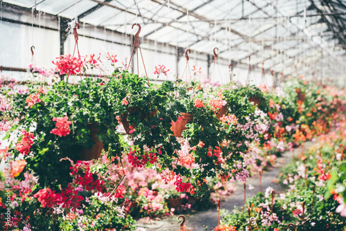 Spacious greenhouse with fresh blooming flowers on nice day.