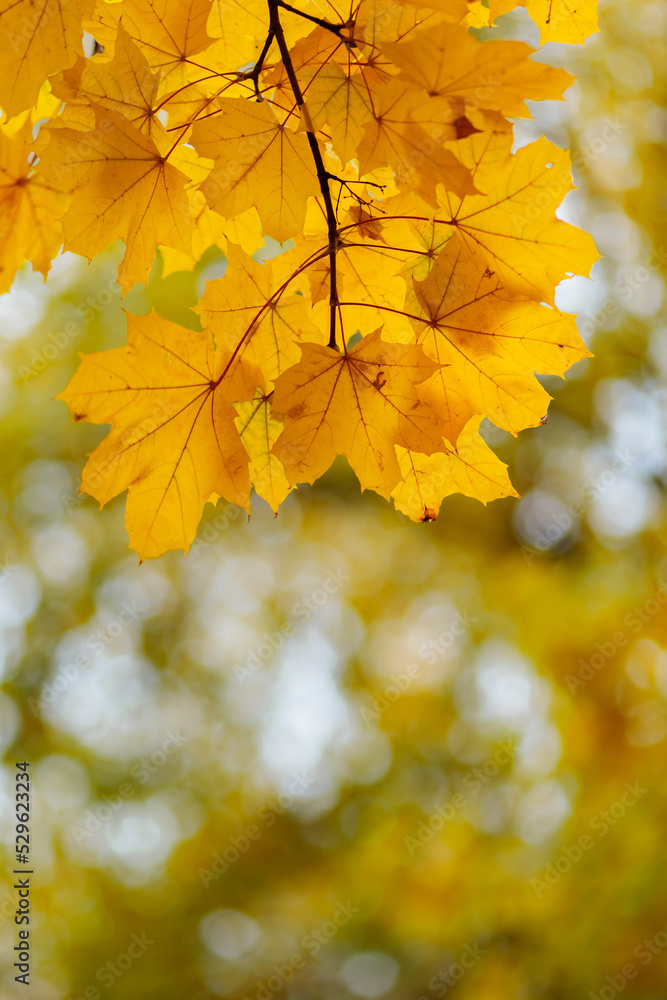 Yellow maple leaves on a blurred background. Autumn season. Copy space Yellow maple leaves on a blurred background. Autumn season. Copy space