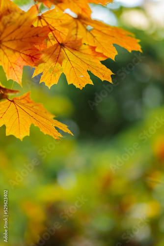 Yellow maple leaves on a blurred background. Autumn season. Copy space