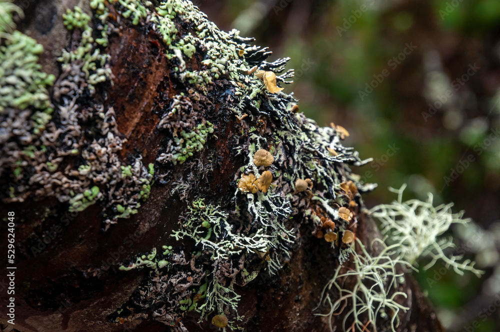 Lake St Clair Australia, lichens growing on a tree branch Lake St Clair Australia, lichens growing on a tree branch