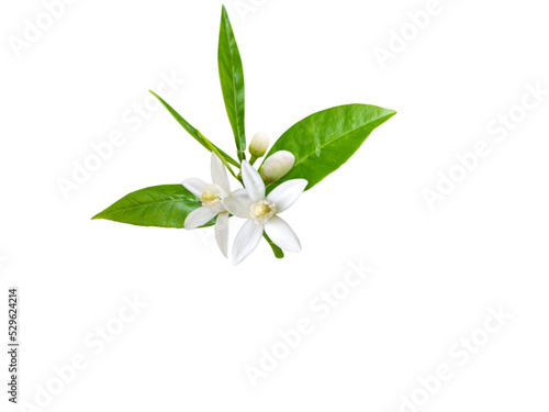 Branch of orange tree with white fragrant flowers  buds and leaves isolated transparent png. Neroli blossom.