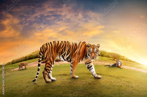 Herd of Great tiger male in the nature habitat. Tiger walk during the golden light time. Wildlife scene with danger animal. Hot summer in India. Dry area with beautiful indian tiger, Panthera tigris.