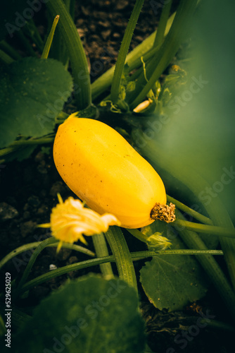 Yellow zucchini in the garden, high quality
