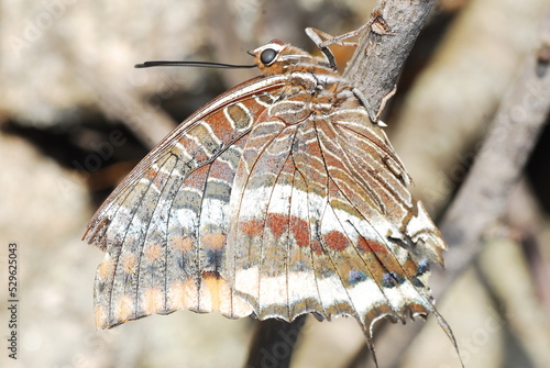 Farfalla del corbezzolo, Charaxes jasius,  photo