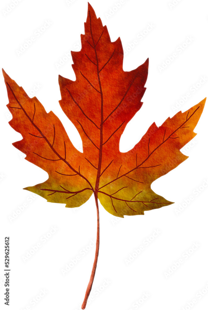 maple leave PNG maple leave PNG