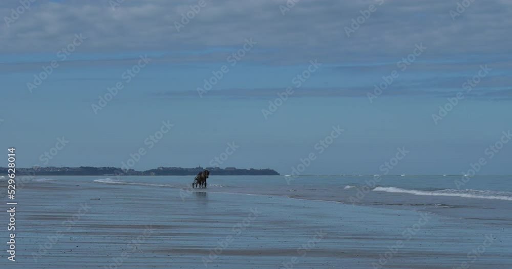 Lingreville, Sulky racing on the beach, Manche depatment, France Lingreville, Sulky racing on the beach, Manche depatment, France