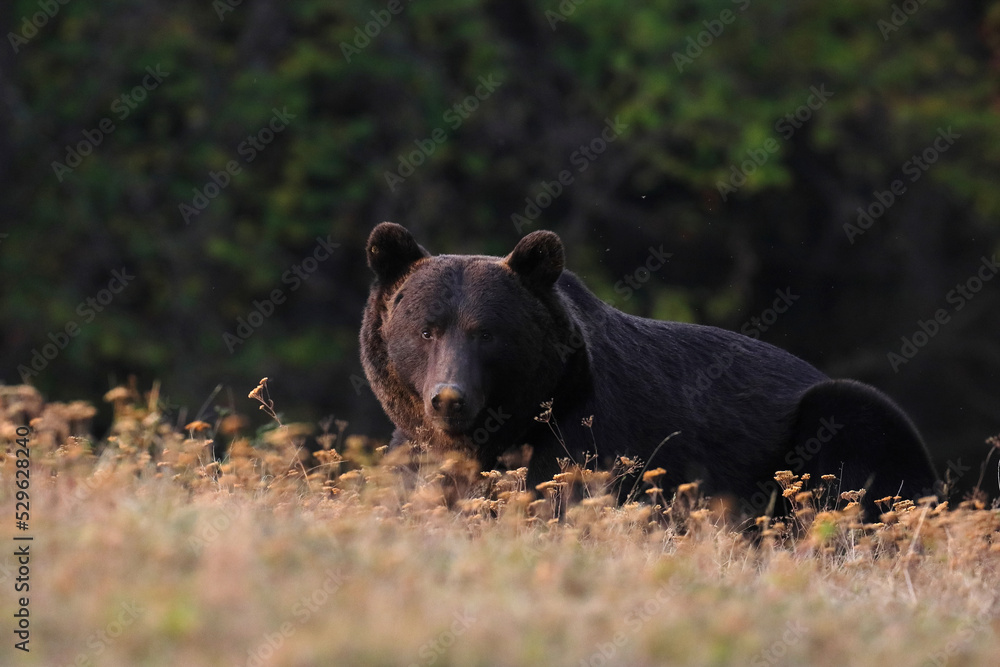 A brown bear male is looking for food at the edge of a mountain forest in autumn season before sunset. A brown bear male is looking for food at the edge of a mountain forest in autumn season before sunset.