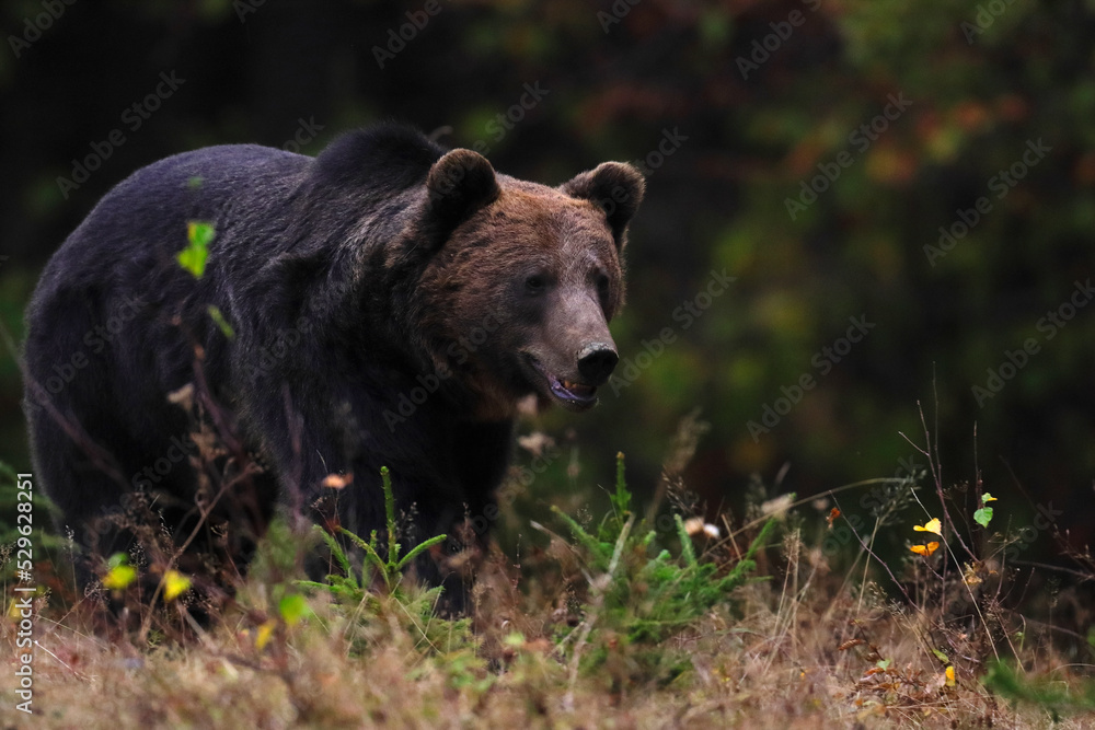 A brown bear male is looking for food at the edge of a mountain forest before sunset. Photographed in low and natural light. A brown bear male is looking for food at the edge of a mountain forest before sunset. Photographed in low and natural light.