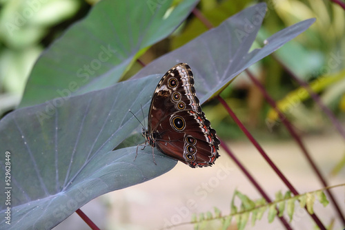 Morphopeleides in a tropical butterfly garden photo