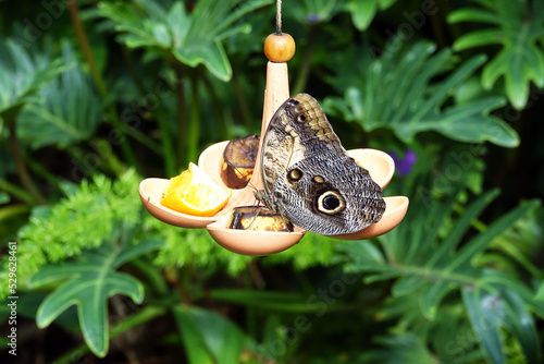 Morphopeleides in a tropical butterfly garden photo