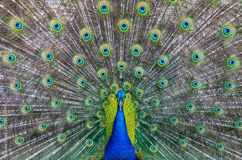 Peacock bird in spanish park