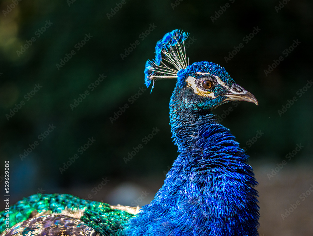 Naklejka premium Peacock bird in spanish park
