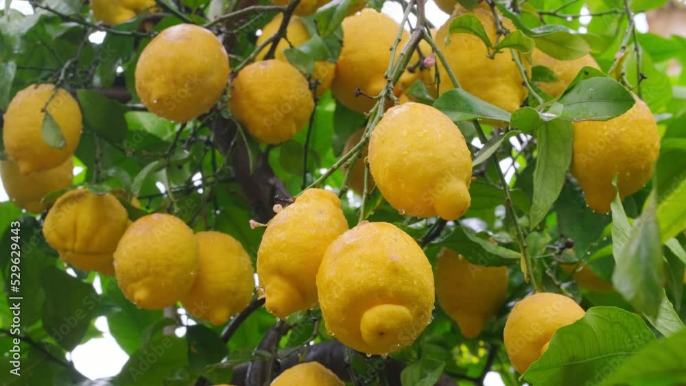 Ripe yellow lemons in water drops after the rain hanging on a branch Ripe yellow lemons in water drops after the rain hanging on a branch