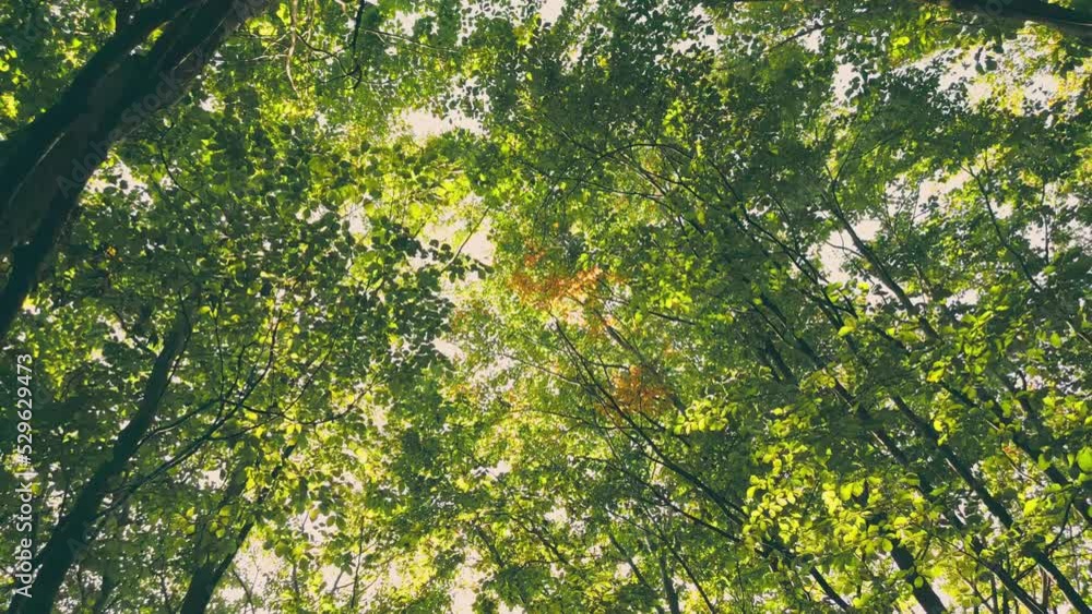 trees in the forest through the foxes which you can see the sky trees in the forest through the foxes which you can see the sky