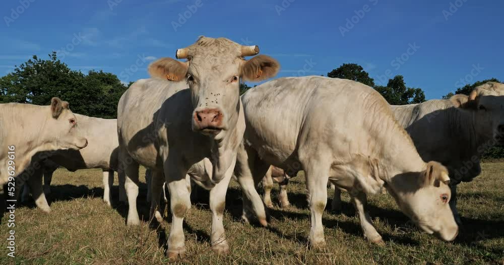 Charolais cattle. The Charolais is the second-most numerous cattle breed in France. Charolais cattle. The Charolais is the second-most numerous cattle breed in France.
