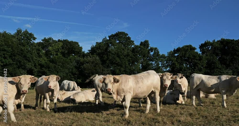 Charolais cattle. The Charolais is the second-most numerous cattle breed in France. Charolais cattle. The Charolais is the second-most numerous cattle breed in France.