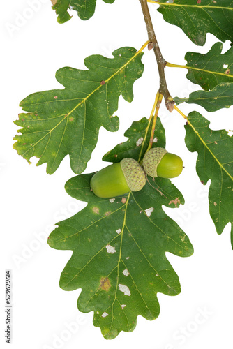 isolierter Eichenzweig mit Blättern und Eicheln von der Stieleiche (Quercus robur)