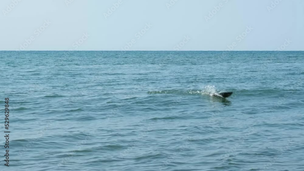 Chum salmon jumps out of the sea before spawning. Chum salmon jumps out of the sea before spawning.