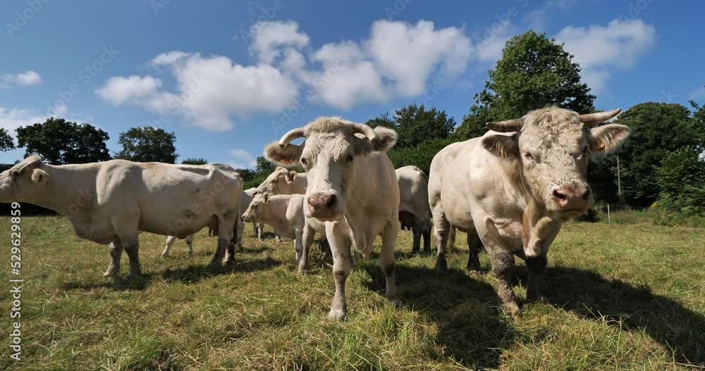 Bull Charolais cattle. The Charolais is the second-most numerous cattle breed in France. Bull Charolais cattle. The Charolais is the second-most numerous cattle breed in France.