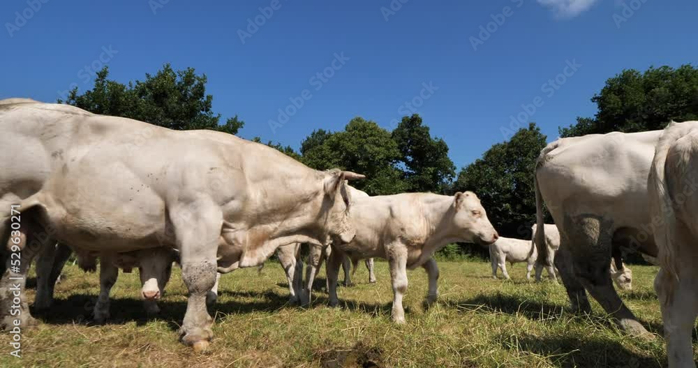 Charolais cattle. The Charolais is the second-most numerous cattle breed in France.