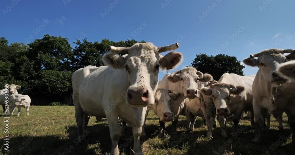 Charolais cattle. The Charolais is the second-most numerous cattle breed in France. Charolais cattle. The Charolais is the second-most numerous cattle breed in France.