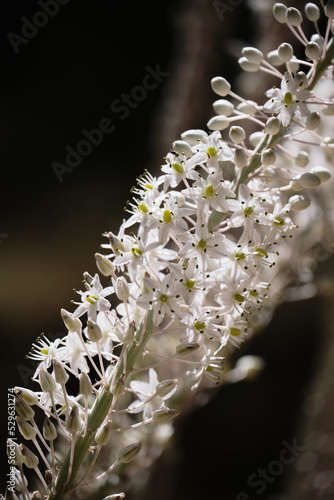 close up of a white drimia flower