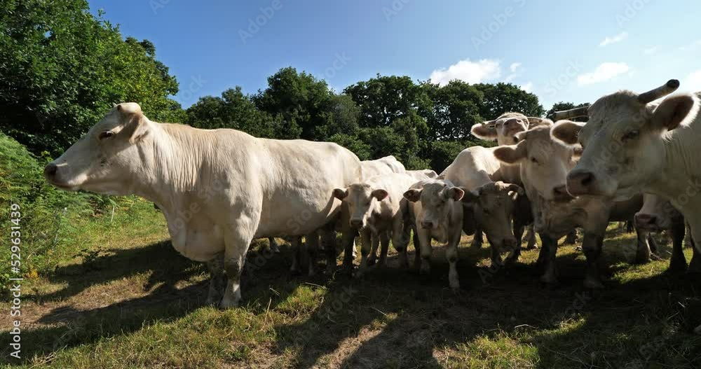 Charolais cattle. The Charolais is the second-most numerous cattle breed in France. Charolais cattle. The Charolais is the second-most numerous cattle breed in France.