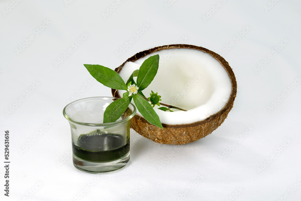 False Daisy or Eclipta Alba juice with Coconut. used as natural hair care. Hair Regrowth Oil, Bhringaraj Hair Oil. False Daisy or Eclipta Alba juice with Coconut. used as natural hair care. Hair Regrowth Oil, Bhringaraj Hair Oil.