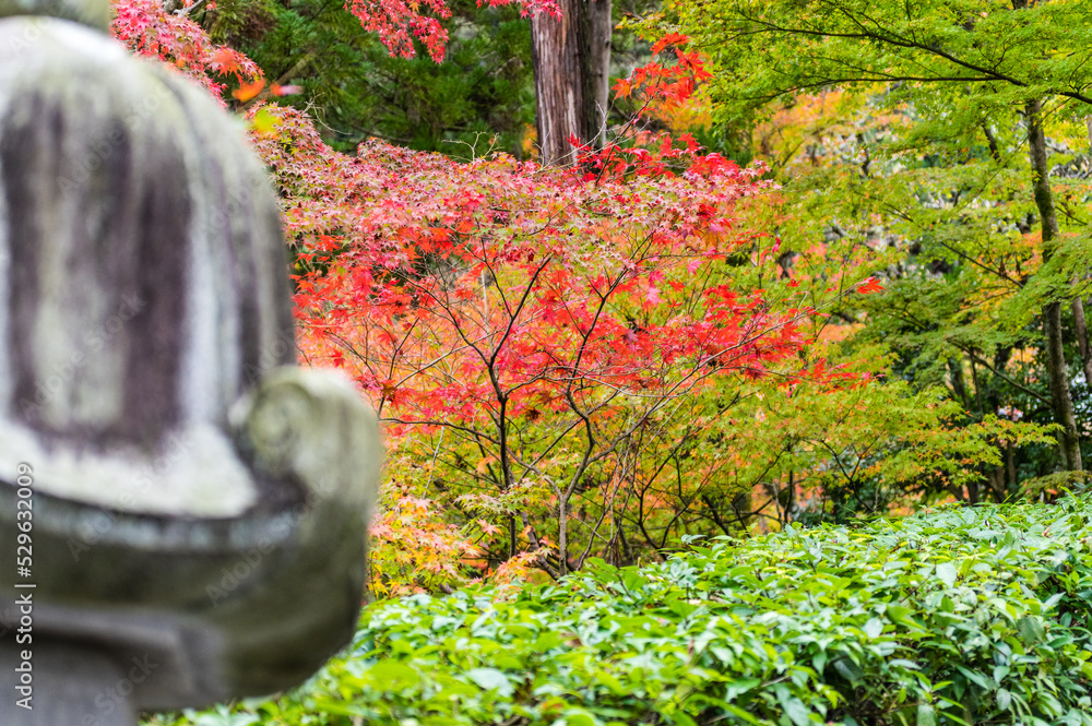 京都の紅葉