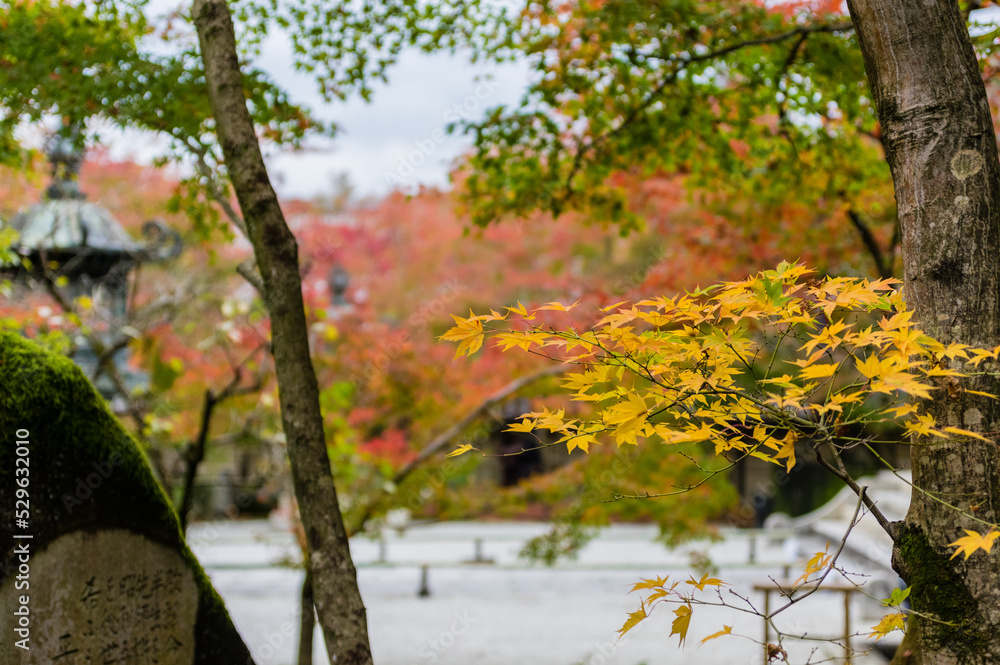 京都の紅葉