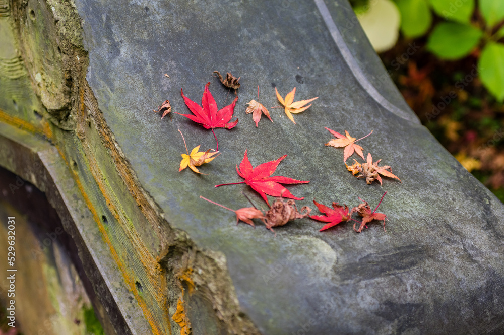京都の紅葉