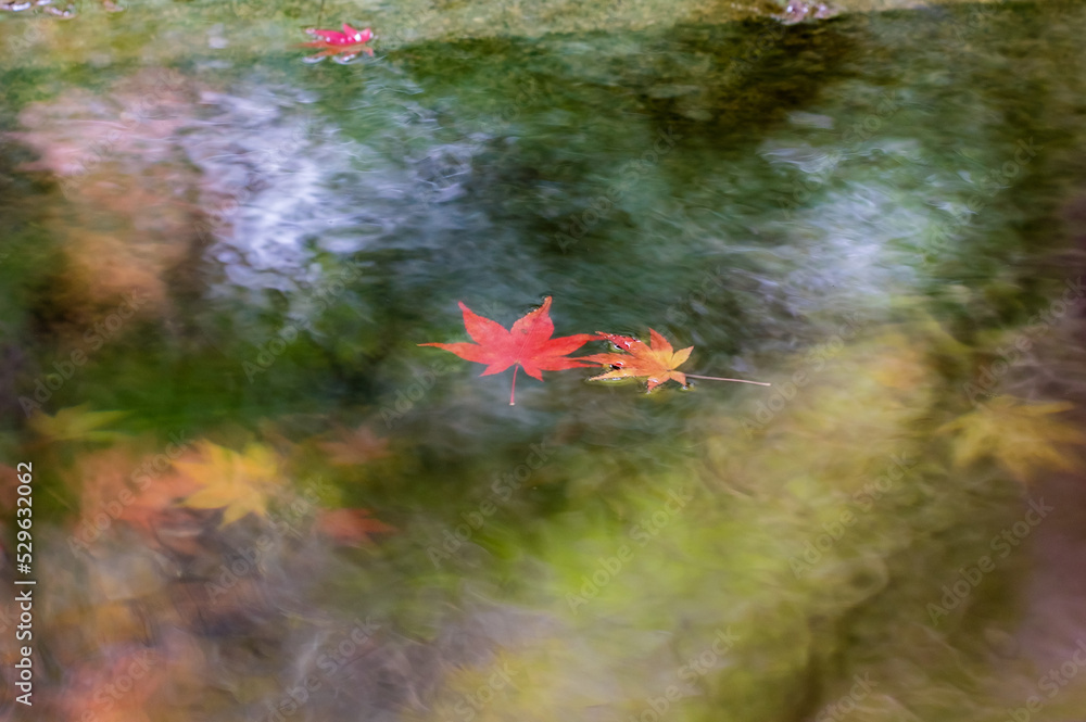 京都の紅葉