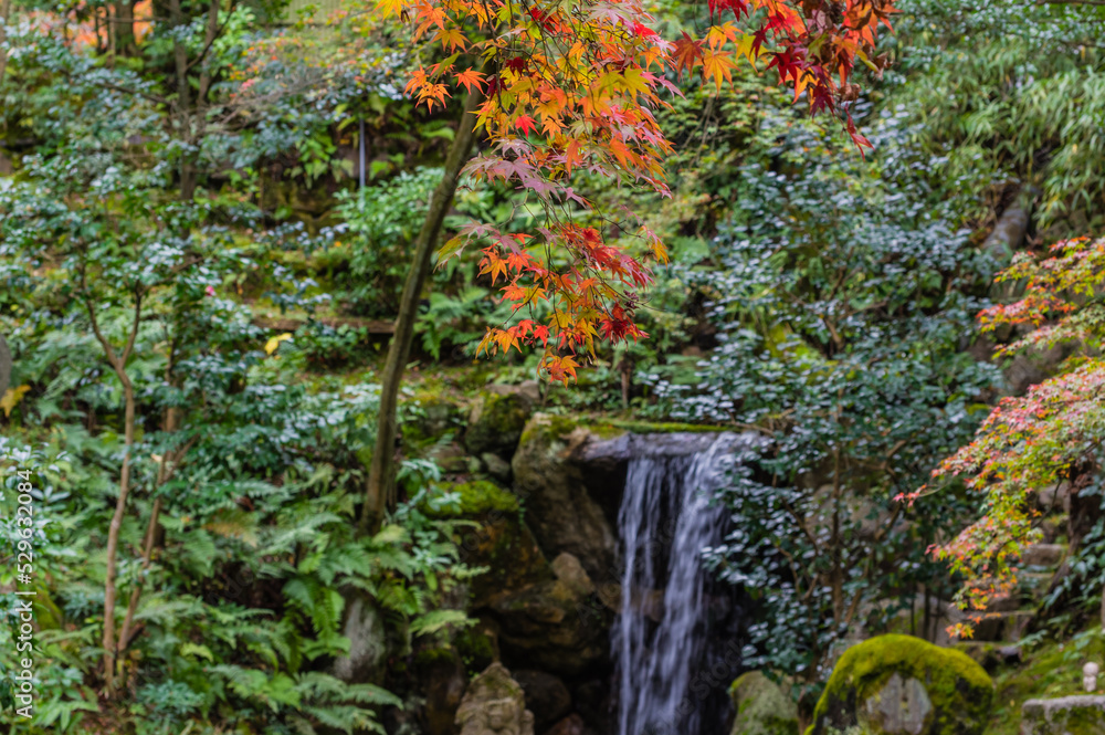 京都の紅葉