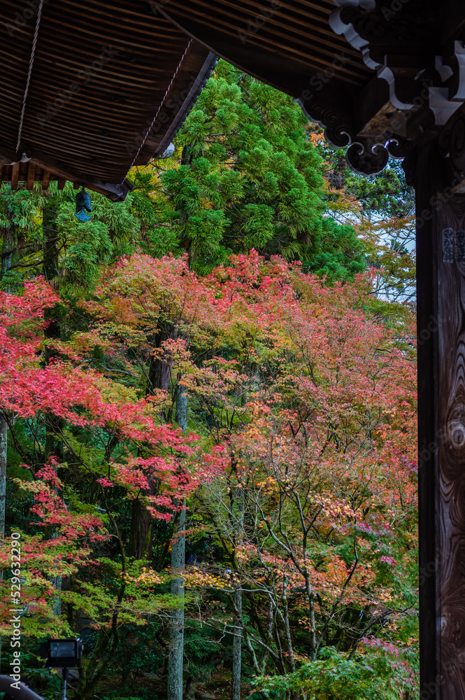 京都の紅葉