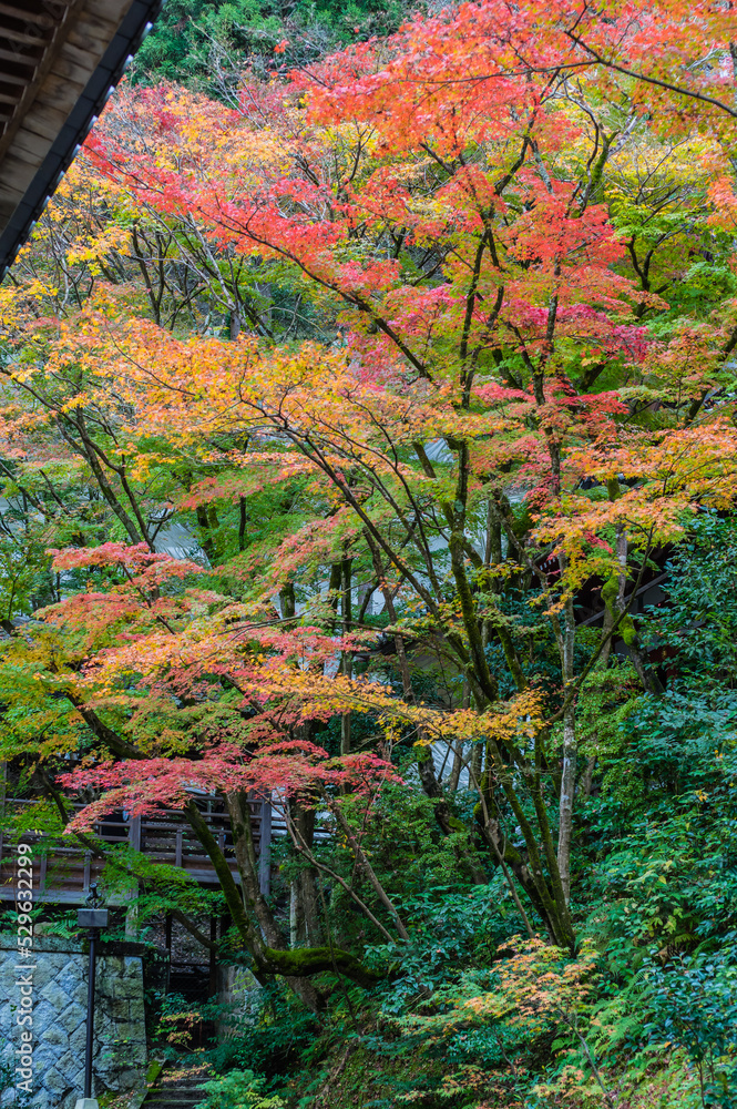 京都の紅葉