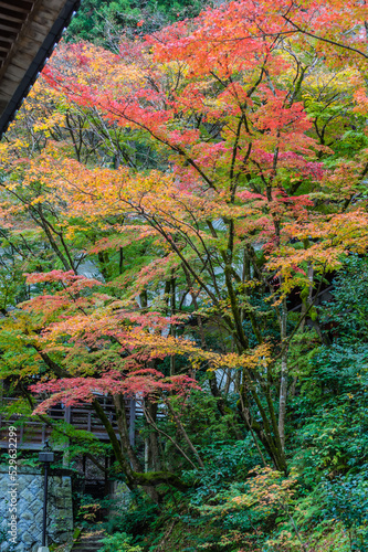 京都の紅葉